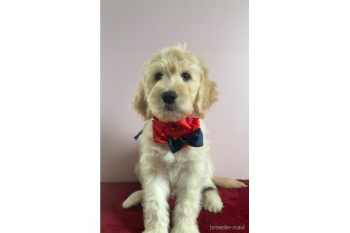 成約済の岐阜県のゴールデンドゥードル:ゴールデンレトリーバー×プードル-283076の4枚目