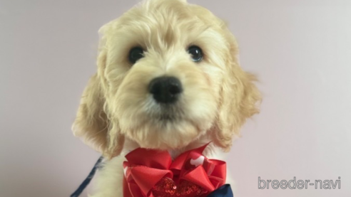 成約済の岐阜県のゴールデンドゥードル:ゴールデンレトリーバー×プードル-283076の3枚目