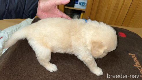 成約済の岡山県のゴールデンレトリーバー-290546の2枚目