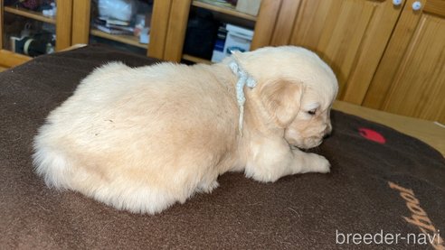 成約済の岡山県のゴールデンレトリーバー-290547の3枚目