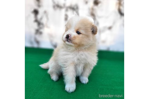 成約済の茨城県のポメラニアン-289469の15枚目