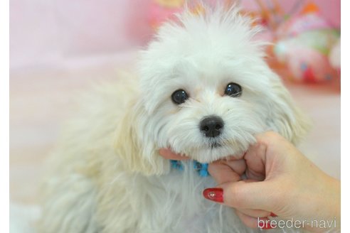 販売中の埼玉県のミックス犬-271856の13枚目