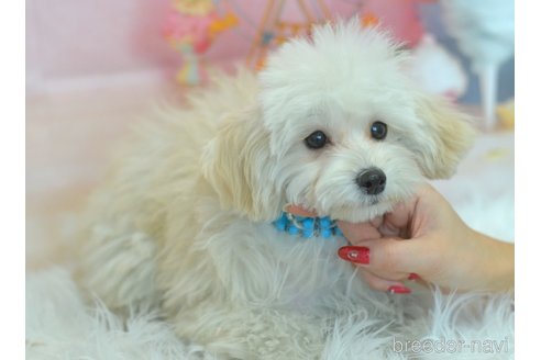 販売中の埼玉県のミックス犬-271856の11枚目