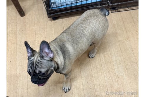 成約済の千葉県のフレンチブルドッグ-262700の4枚目