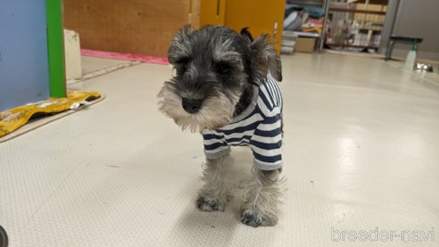 成約済の熊本県のミニチュアシュナウザー-289302の9枚目