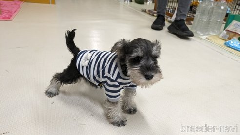 成約済の熊本県のミニチュアシュナウザー-289302の8枚目