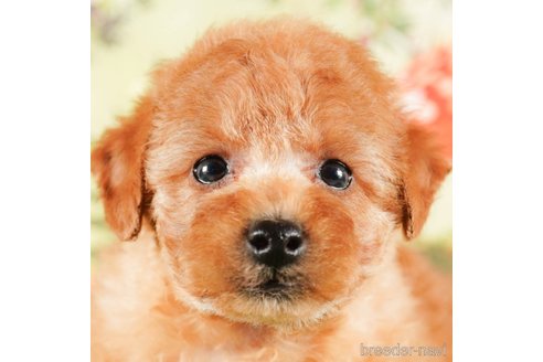 成約済の茨城県のタイニープードル-290638の1枚目