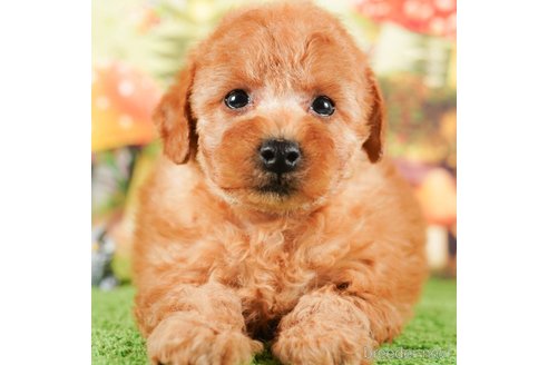 成約済の茨城県のタイニープードル-290638の5枚目