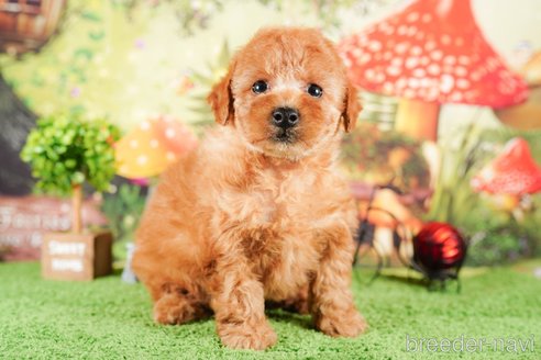 成約済の茨城県のタイニープードル-290638の3枚目