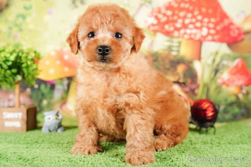 成約済の茨城県のタイニープードル-290638の2枚目