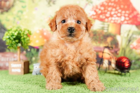 成約済の茨城県のタイニープードル-290638の4枚目