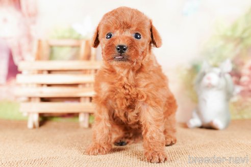 成約済の茨城県のタイニープードル-290641の5枚目