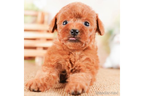 成約済の茨城県のタイニープードル-290641の2枚目