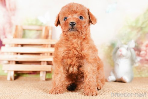 成約済の茨城県のタイニープードル-290641の3枚目