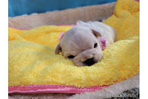 成約済の神奈川県のフレンチブルドッグ-290645の9枚目