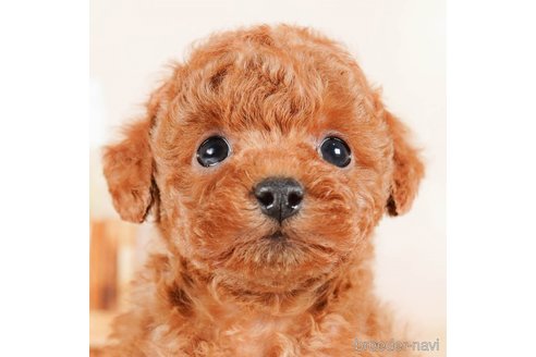 成約済の茨城県のトイプードル-290646の1枚目