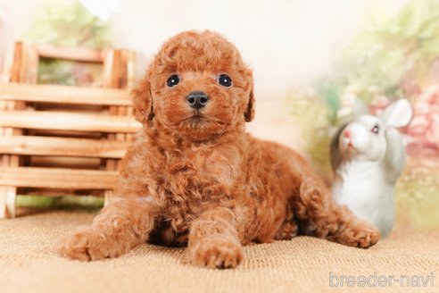 成約済の茨城県のトイプードル-290646の3枚目