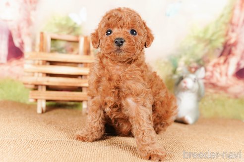 成約済の茨城県のトイプードル-290646の4枚目