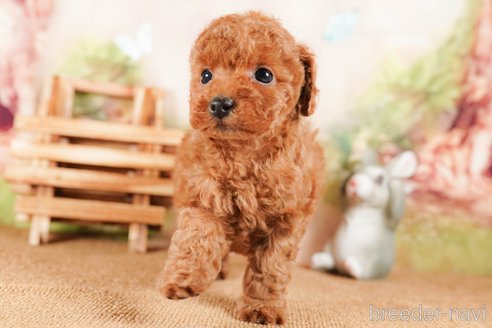 成約済の茨城県のトイプードル-290646の5枚目