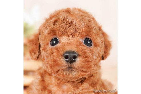 成約済の茨城県のトイプードル-290646の2枚目