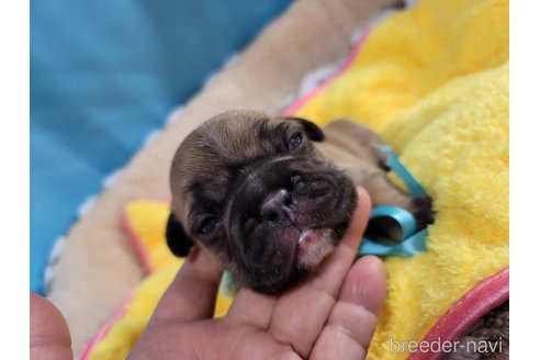 成約済の神奈川県のフレンチブルドッグ-290647の28枚目