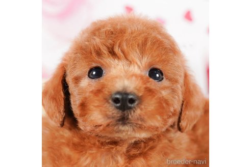 成約済の茨城県のタイニープードル-290649の1枚目