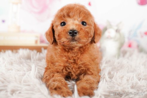 成約済の茨城県のタイニープードル-290649の2枚目