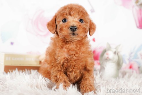 成約済の茨城県のタイニープードル-290649の3枚目