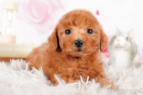 成約済の茨城県のタイニープードル-290649の4枚目