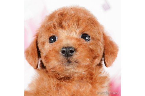 成約済の茨城県のタイニープードル-290649の5枚目