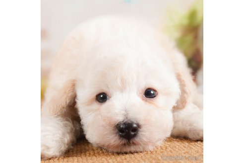 成約済の茨城県のタイニープードル-290653