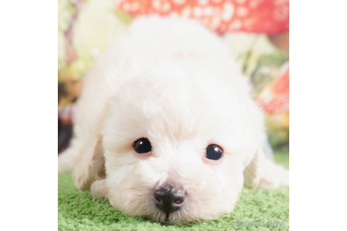 成約済の茨城県のタイニープードル-290659の1枚目