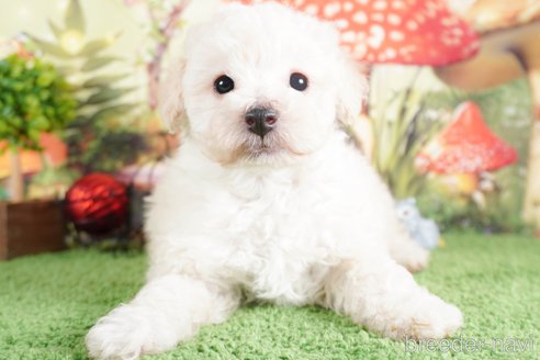 成約済の茨城県のタイニープードル-290659の2枚目