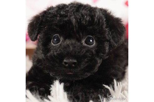 成約済の茨城県のタイニープードル-290661