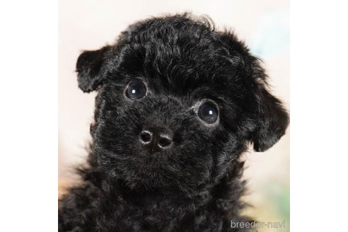 成約済の茨城県のタイニープードル-290664の2枚目