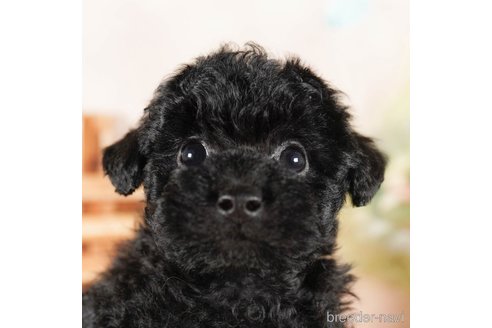 成約済の茨城県のタイニープードル-290664の1枚目