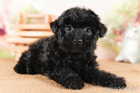 成約済の茨城県のタイニープードル-290664の3枚目