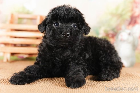 成約済の茨城県のタイニープードル-290664の4枚目