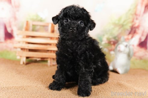 成約済の茨城県のタイニープードル-290664の5枚目