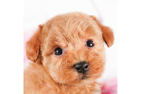 成約済の茨城県のタイニープードル-290670の3枚目