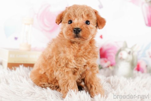 成約済の茨城県のタイニープードル-290670の4枚目