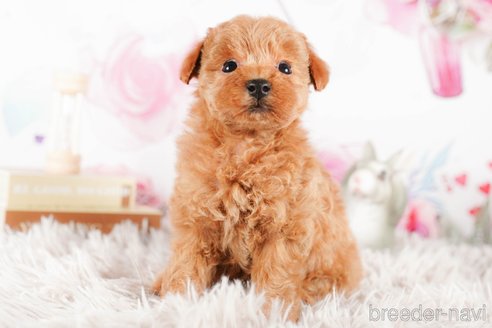 成約済の茨城県のタイニープードル-290670の5枚目