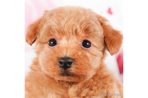 成約済の茨城県のタイニープードル-290670の1枚目