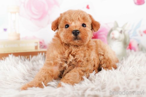 成約済の茨城県のタイニープードル-290670の2枚目