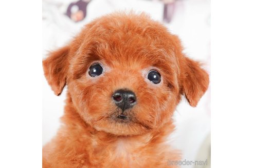 成約済の茨城県のタイニープードル-290679の5枚目