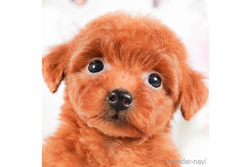 成約済の茨城県のタイニープードル-290679の1枚目