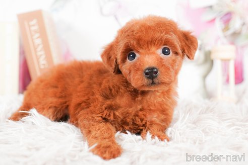 成約済の茨城県のタイニープードル-290679の3枚目