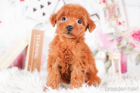 成約済の茨城県のタイニープードル-290679の4枚目