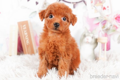 成約済の茨城県のタイニープードル-290679の2枚目