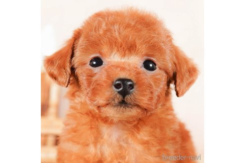 成約済の茨城県のタイニープードル-290684の2枚目